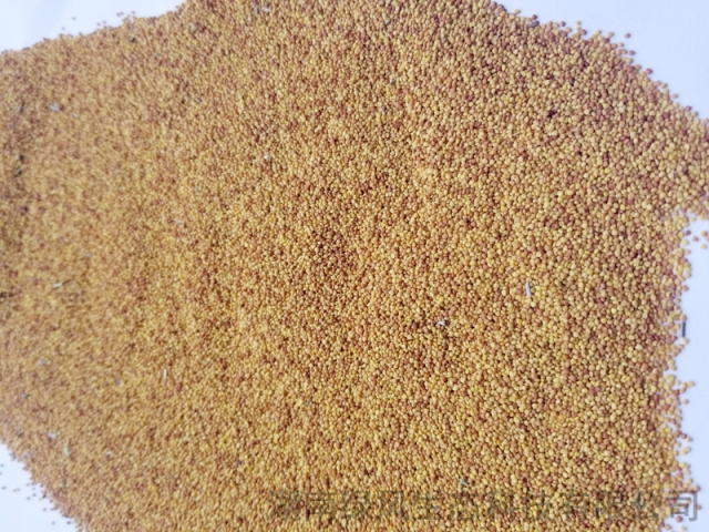 白三叶