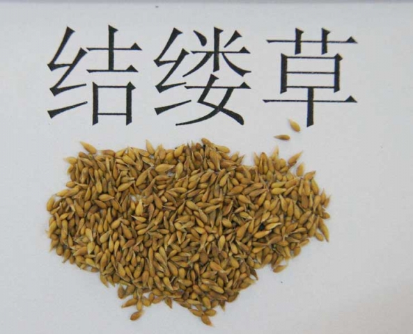 结缕草