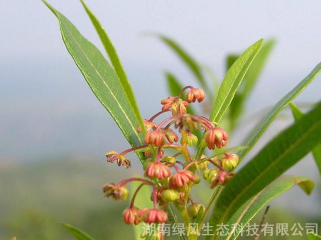 车桑子