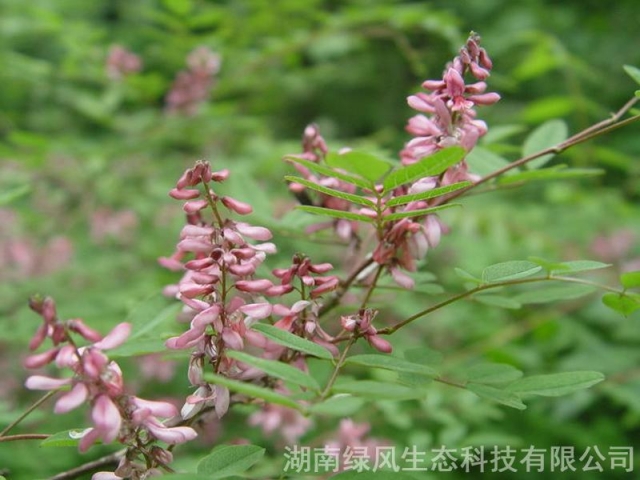 多花木兰